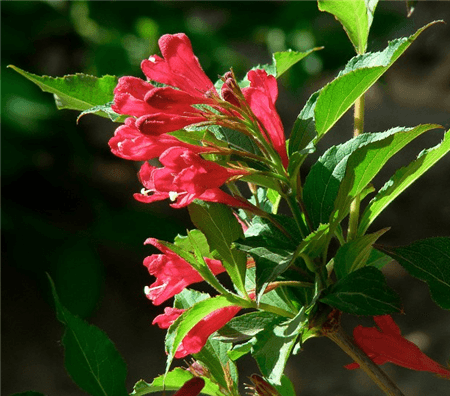 紅王子錦帶開花 紅王子錦帶開花