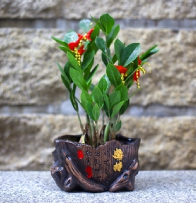 金錢(qián)樹(shù)