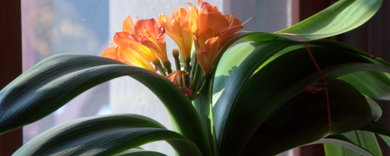 養(yǎng)花“澆水”很關(guān)鍵，掌握這“5原則”，養(yǎng)啥花都長(zhǎng)得旺！