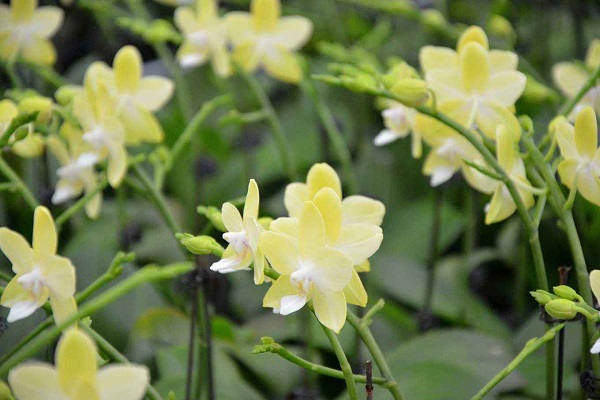 大花蕙蘭怎樣復(fù)花？
