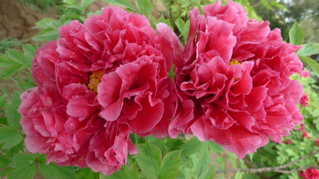 花前肥 花前肥