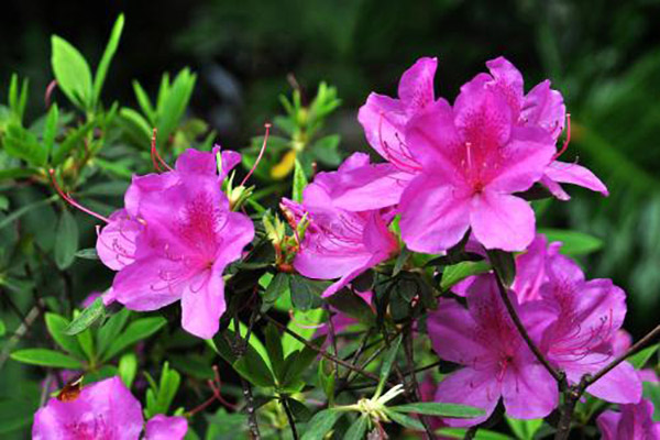 怎么讓杜鵑花多開(kāi)花 怎么讓杜鵑花多開(kāi)花