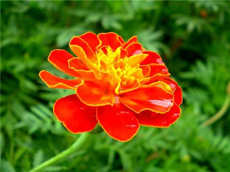 孔雀草的養(yǎng)殖注意事項 孔雀草的養(yǎng)殖注意事項