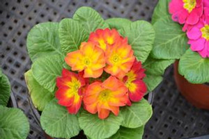 盆栽報(bào)春花 盆栽報(bào)春花