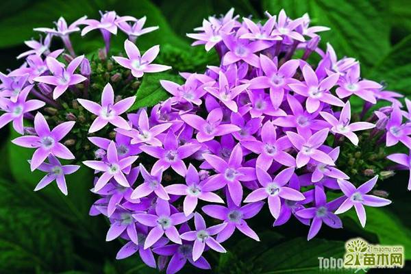 繁星花什么時(shí)候開花 繁星花什么時(shí)候開花