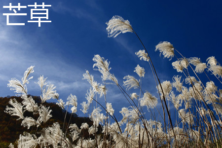 芒草 芒草