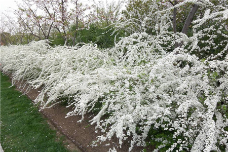 噴雪花 噴雪花