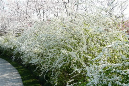 噴雪花 噴雪花