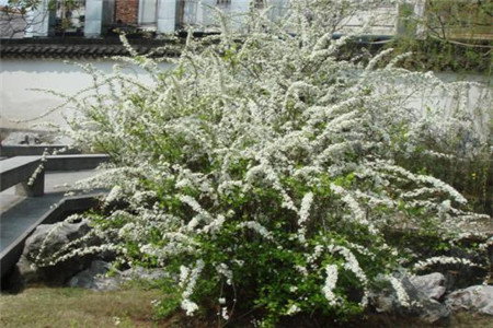 噴雪花 噴雪花